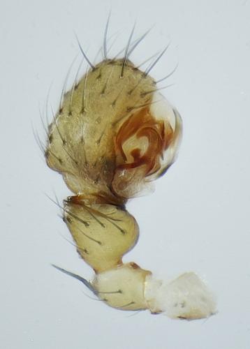 Centromerus phoceorum